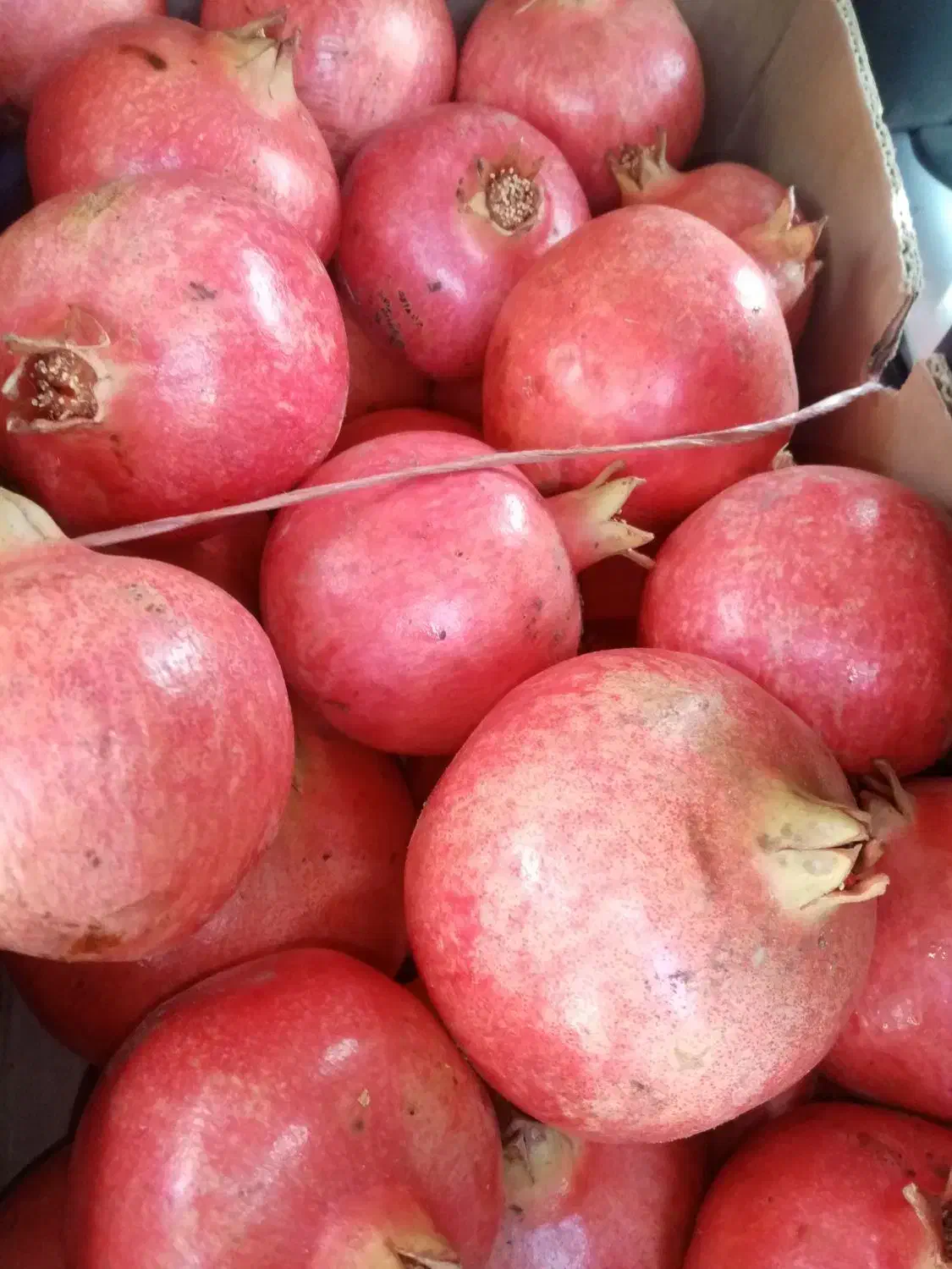 انار دونه قرمز درجه یک|خوردنی و آشامیدنی|شیراز, شریف‌آباد|دیوار