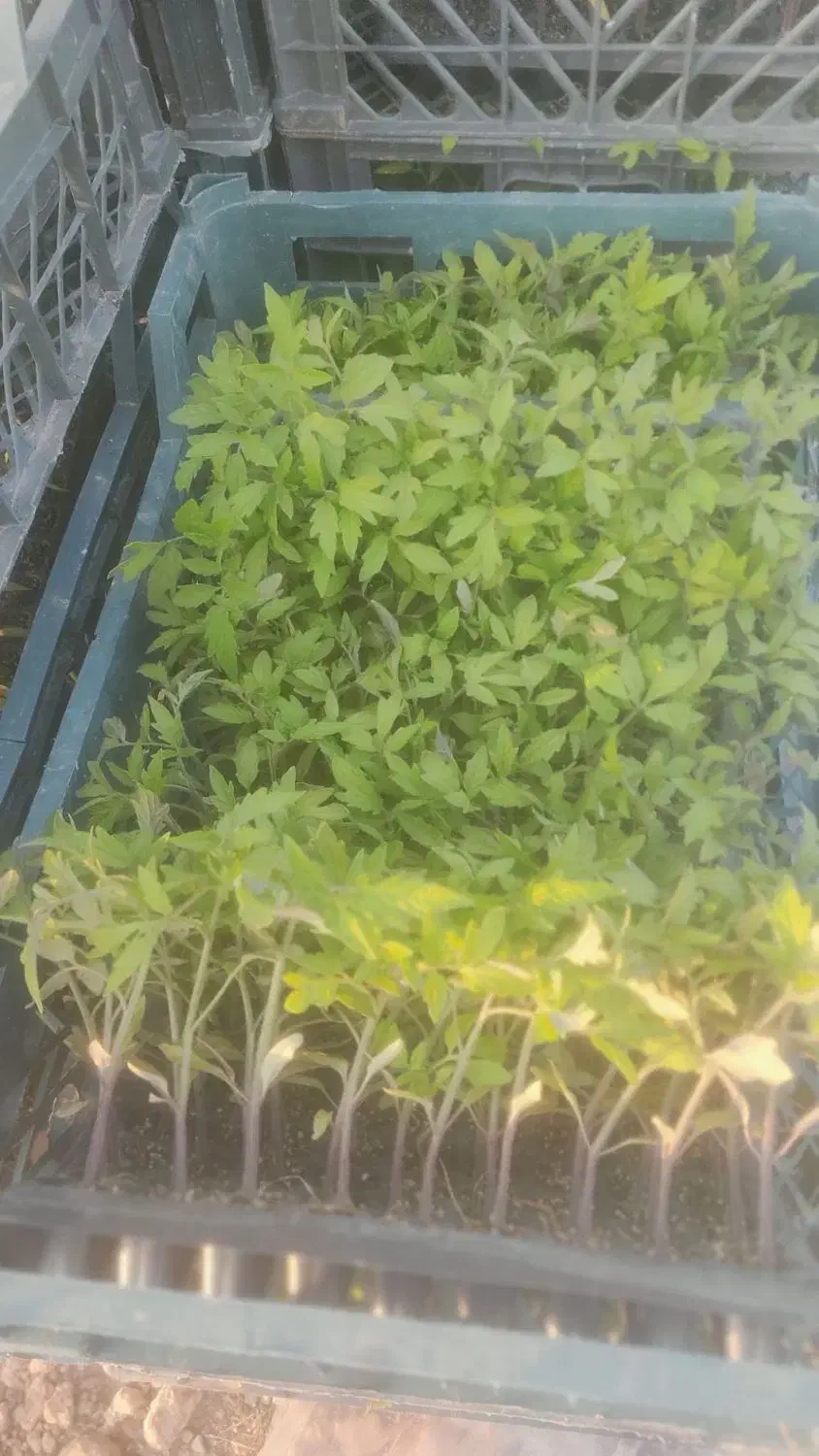 گوجه نشا|خدمات باغبانی و درختکاری|اندیمشک, |دیوار