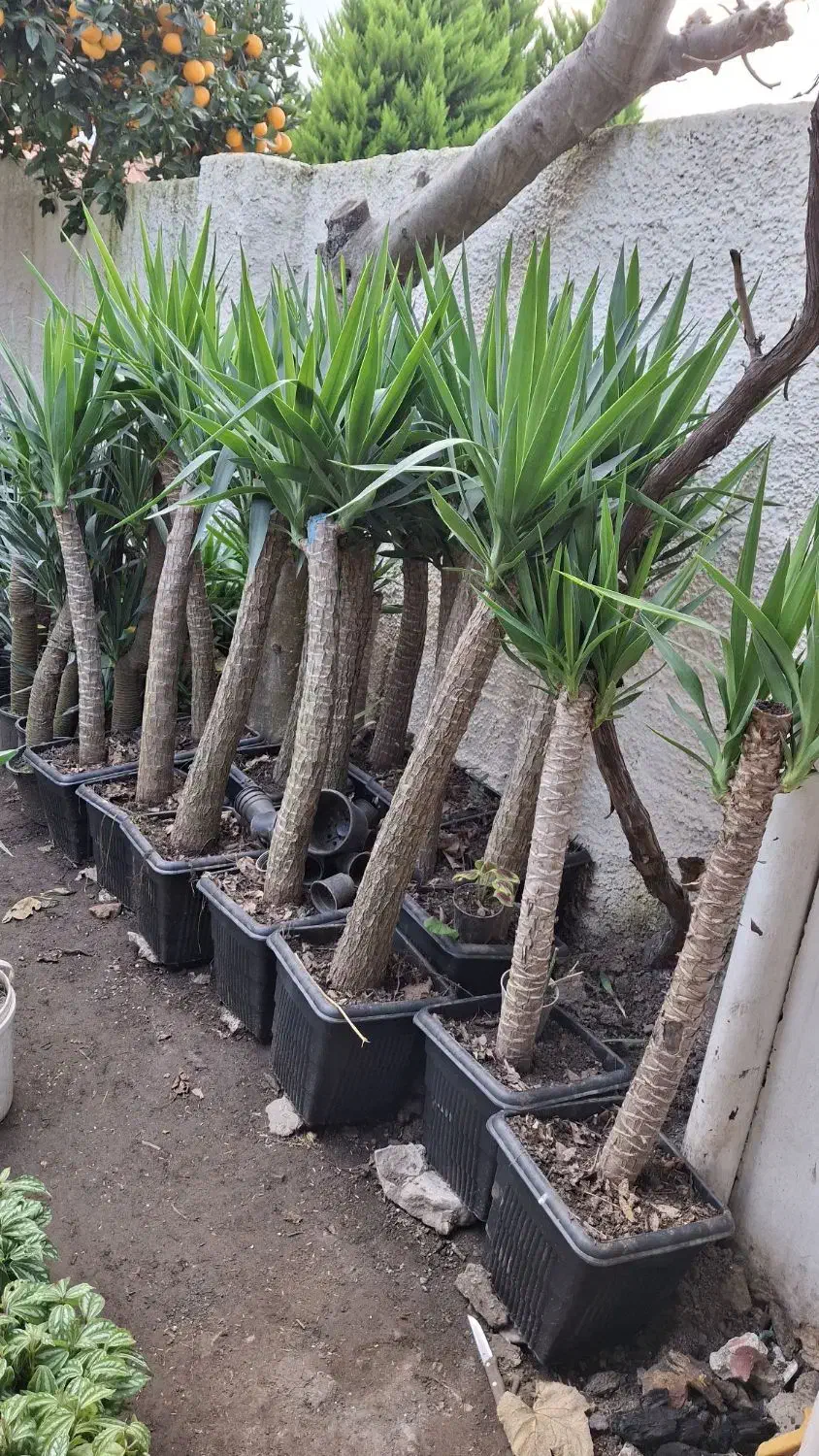 یوکا تنه وچندتا سوکا تنه و بابا ادم و...|گل و گیاه طبیعی|عباسآباد, |دیوار