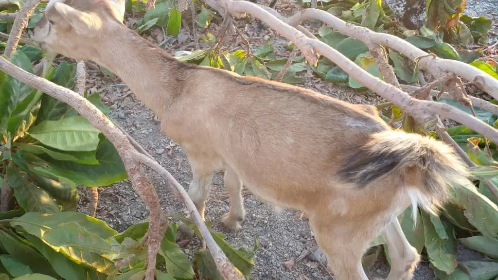 بز و کهره|حیوانات مزرعه|بندرعباس, |دیوار