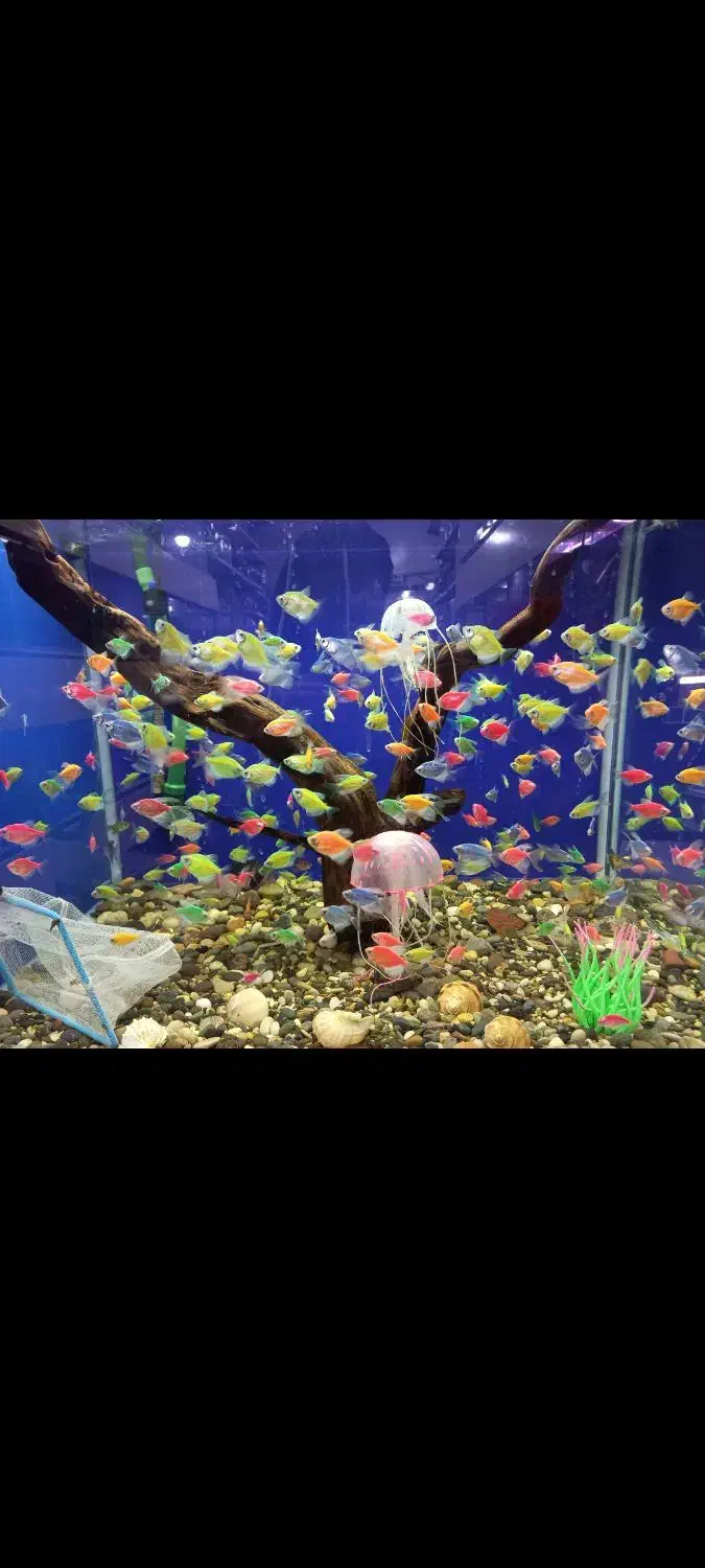 اکواریوم فروشی|ماهی|شهر بابک, |دیوار