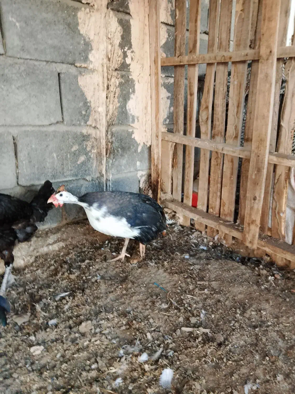 مرغ شاخدار فروشی|حیوانات مزرعه|میناب, |دیوار