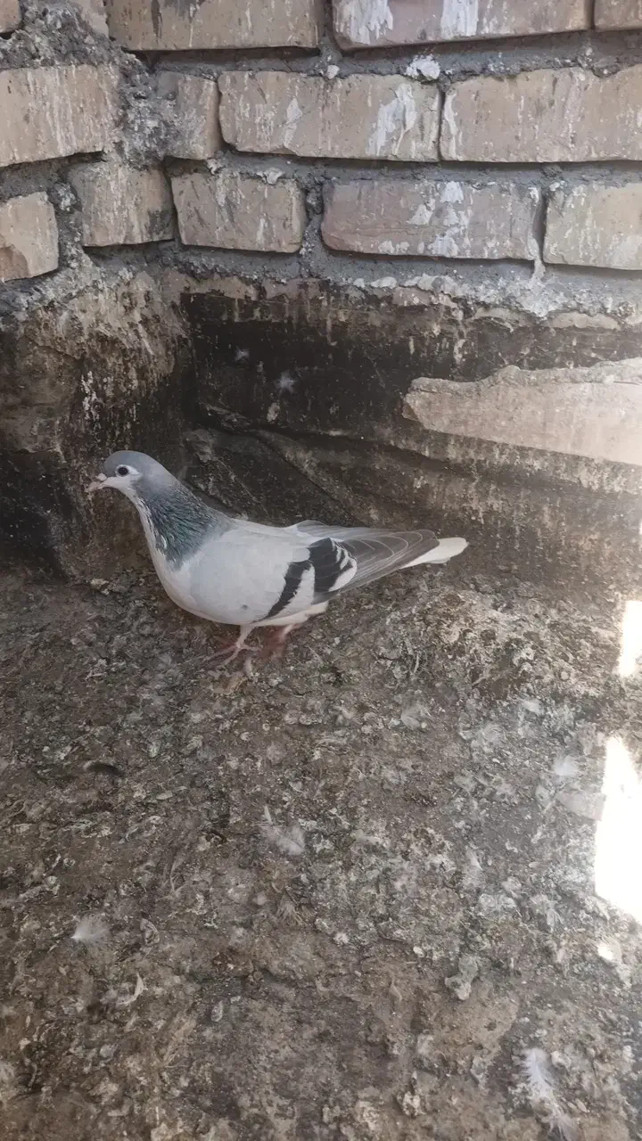 پرشی معاوضه|حیوانات|تربتحیدریه, بهشت عسکری|دیوار