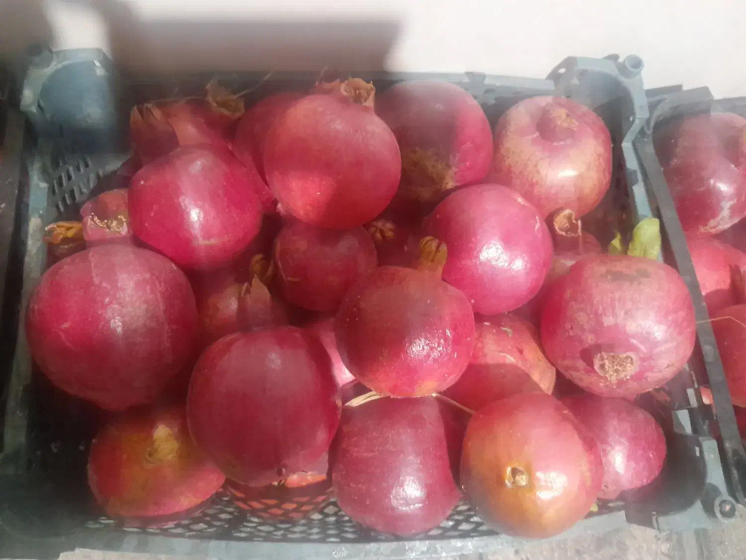 انار درجه ۱ کوهمره|خوردنی و آشامیدنی|شیراز, گلشن|دیوار