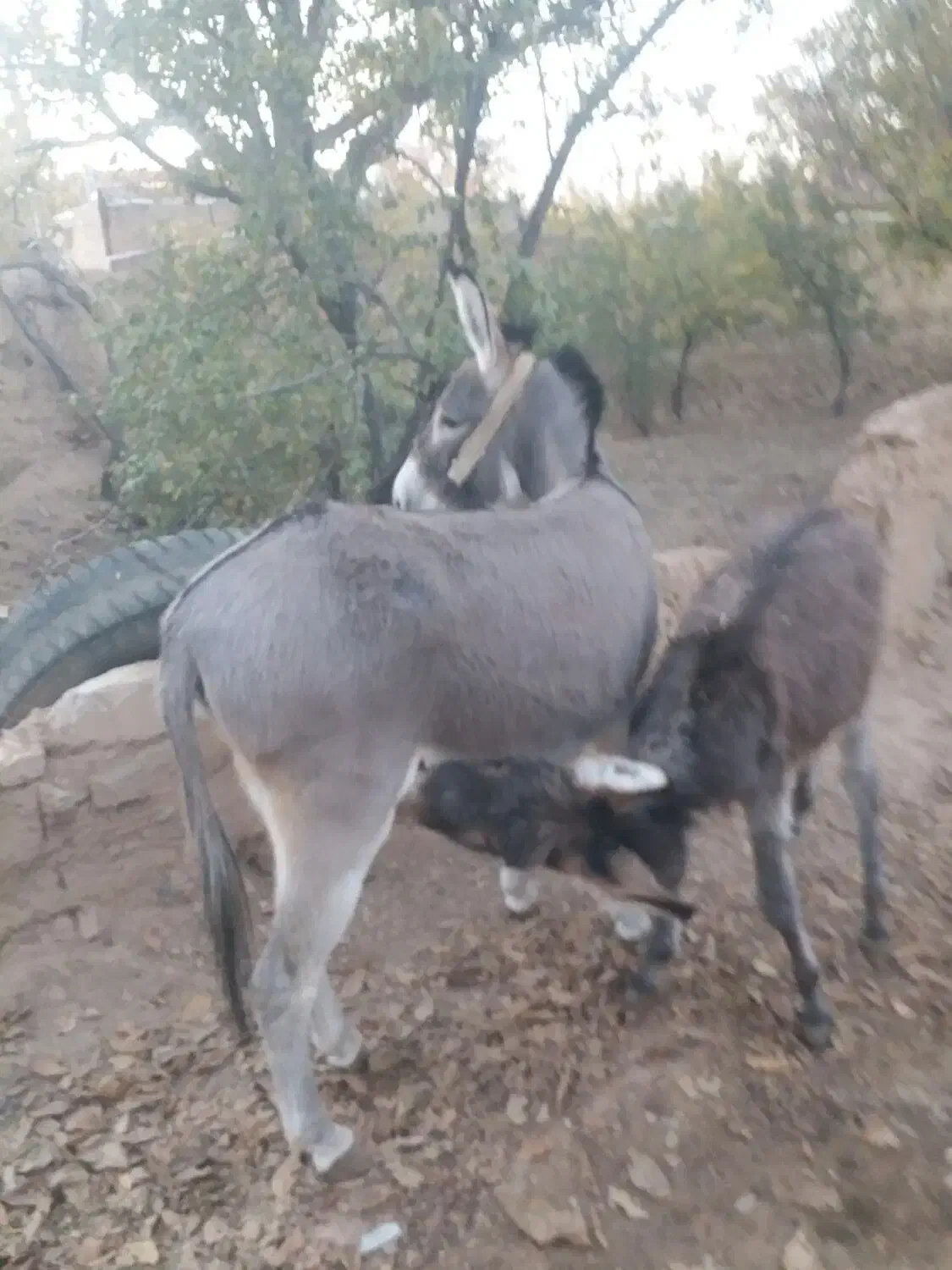 روغن الاغ.خالص وبهداشتی.|خوردنی و آشامیدنی|قزوین, |دیوار