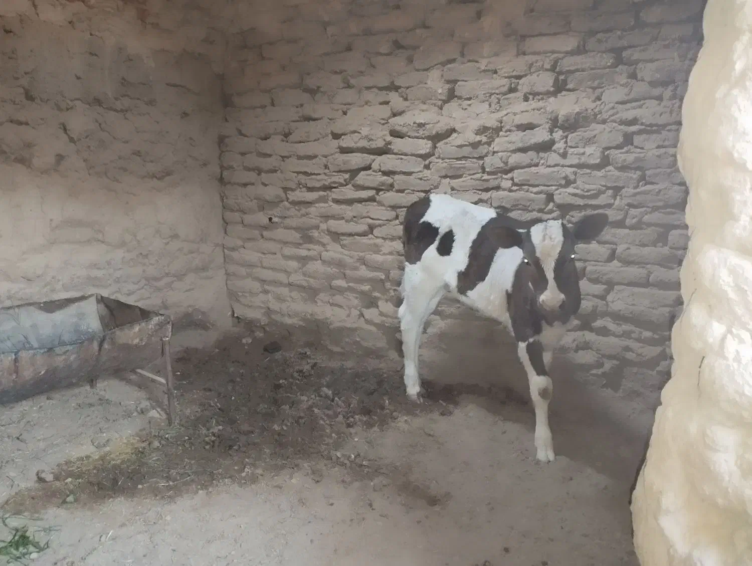فروش گاو|حیوانات مزرعه|زیرکوه, |دیوار
