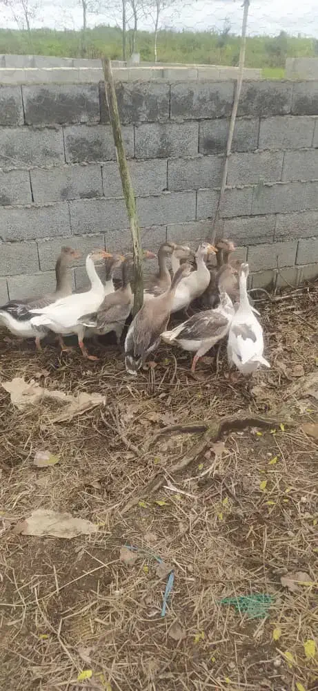 غاز محلی ۱۴ عدد|حیوانات مزرعه|رشت, لاکان شهر|دیوار