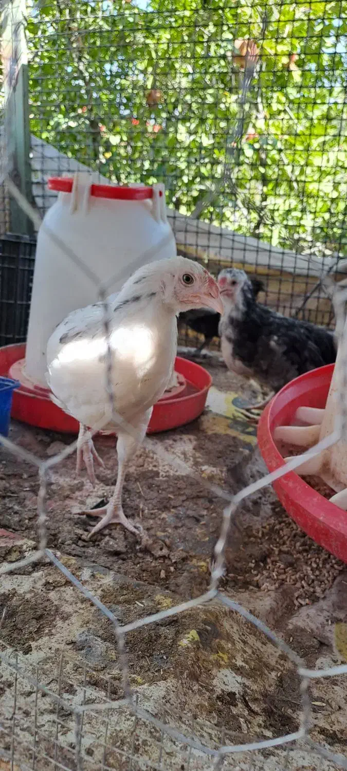 تخم نطفه دار آبی سبز زیتونی ارکانا و کرم قهوه ایام|حیوانات مزرعه|شیراز, کاراندیش|دیوار