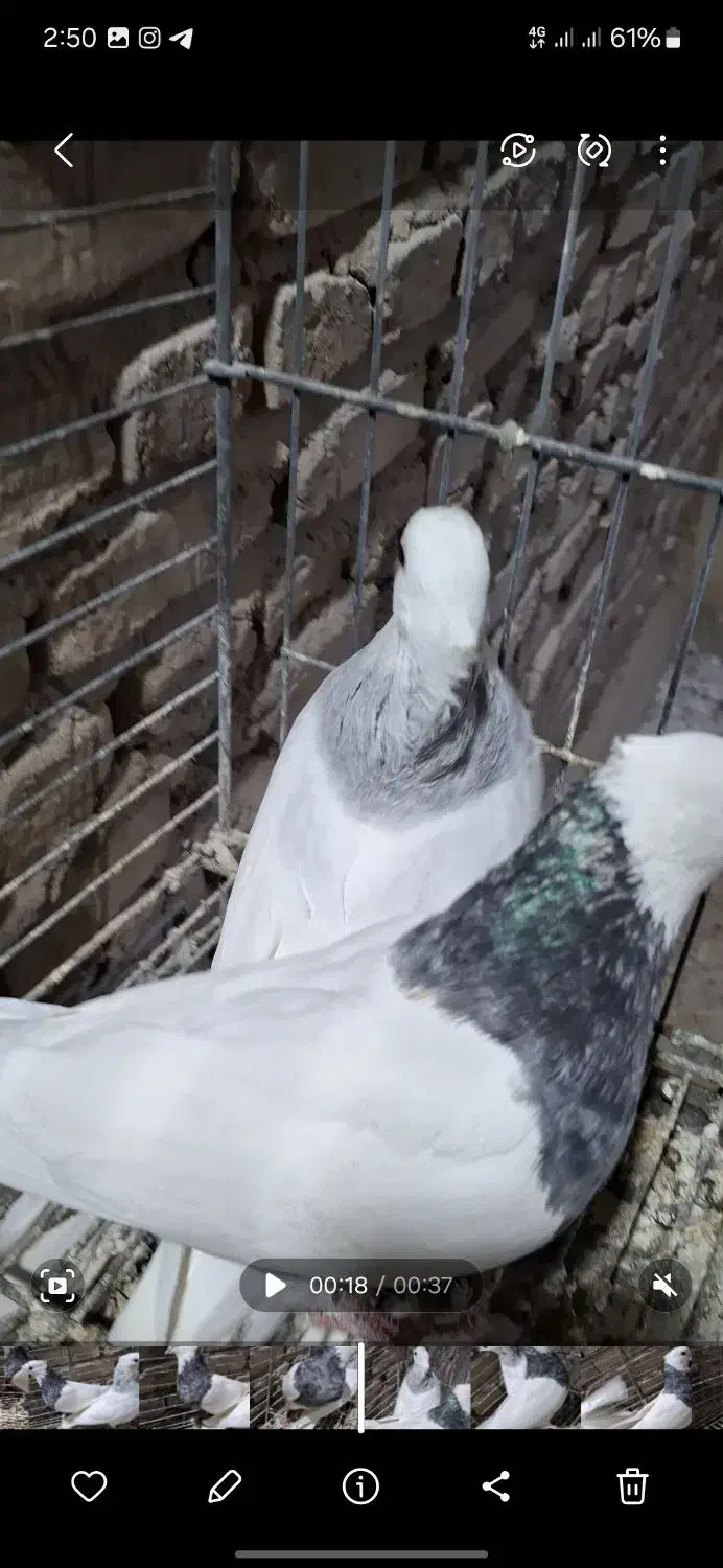 کفتر طوقی سرور (حراج)|پرنده|تفت, |دیوار