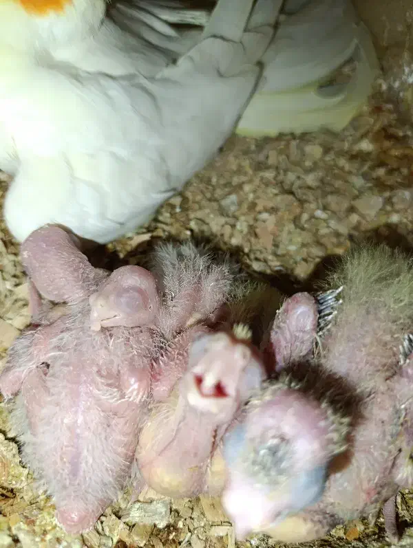 عروس و گرینجیک|پرنده|قم, باغ اشرافی|دیوار