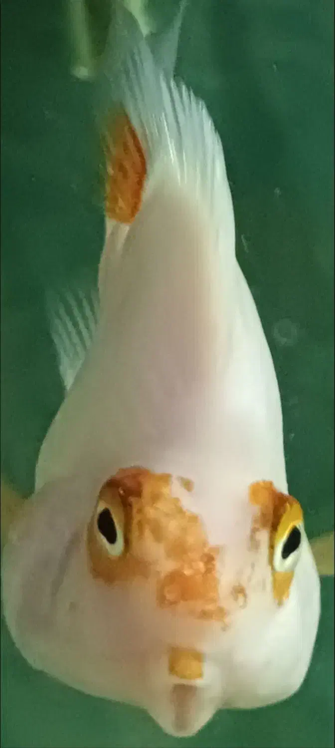 پرت کوهاکو|ماهی|شیراز, وصال|دیوار