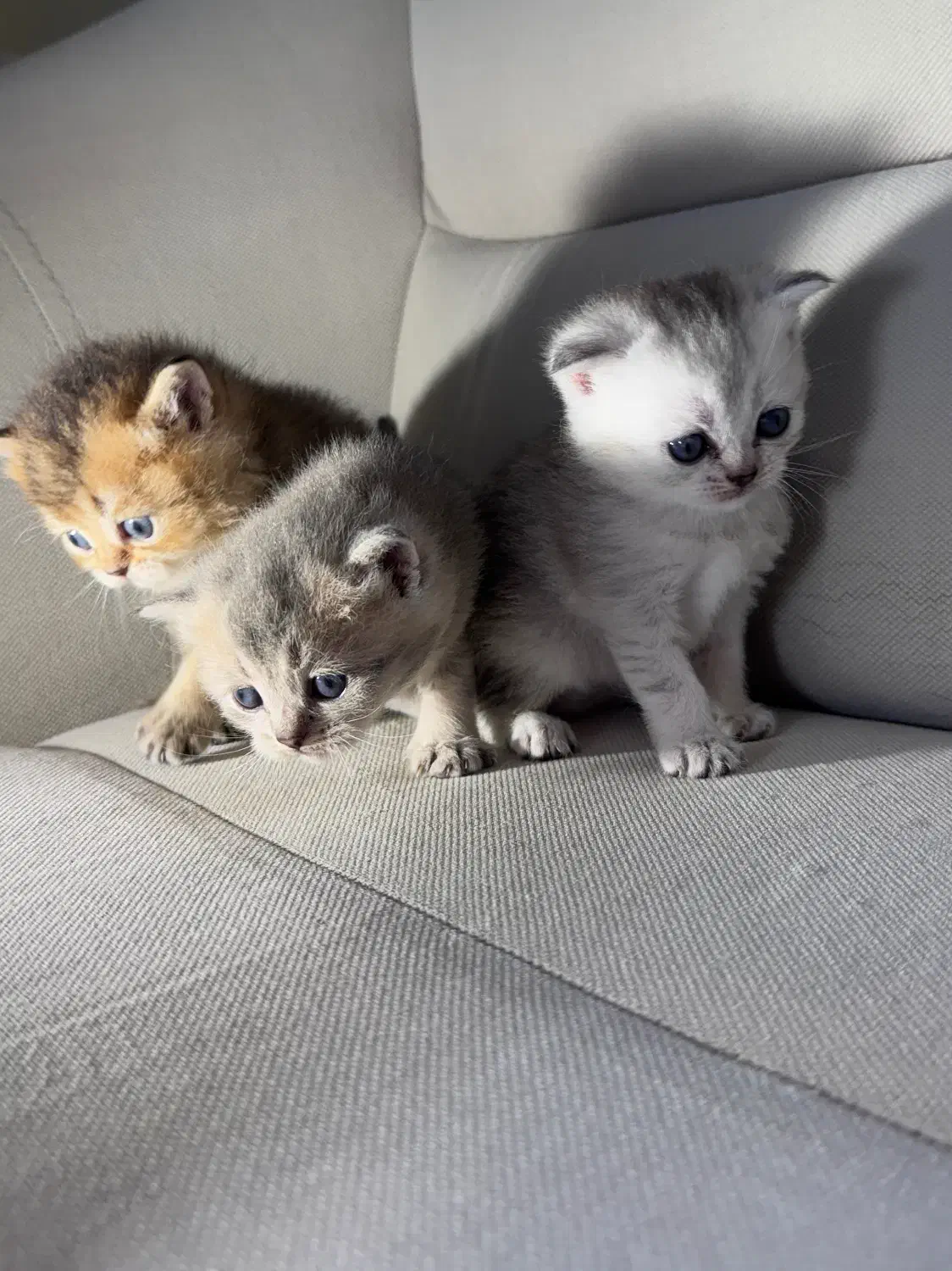 اسکاتیش و بریتیش|گربه|رشت, گلسار|دیوار