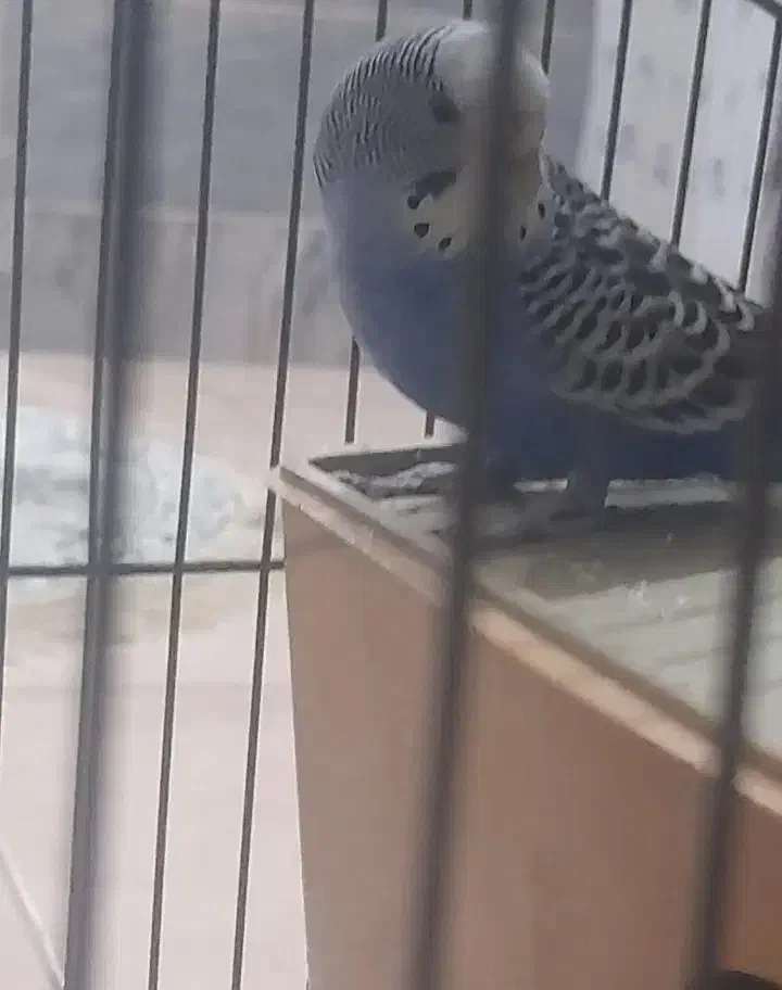 مرغ عشق سالم و سرحال|پرنده|گلپایگان, |دیوار