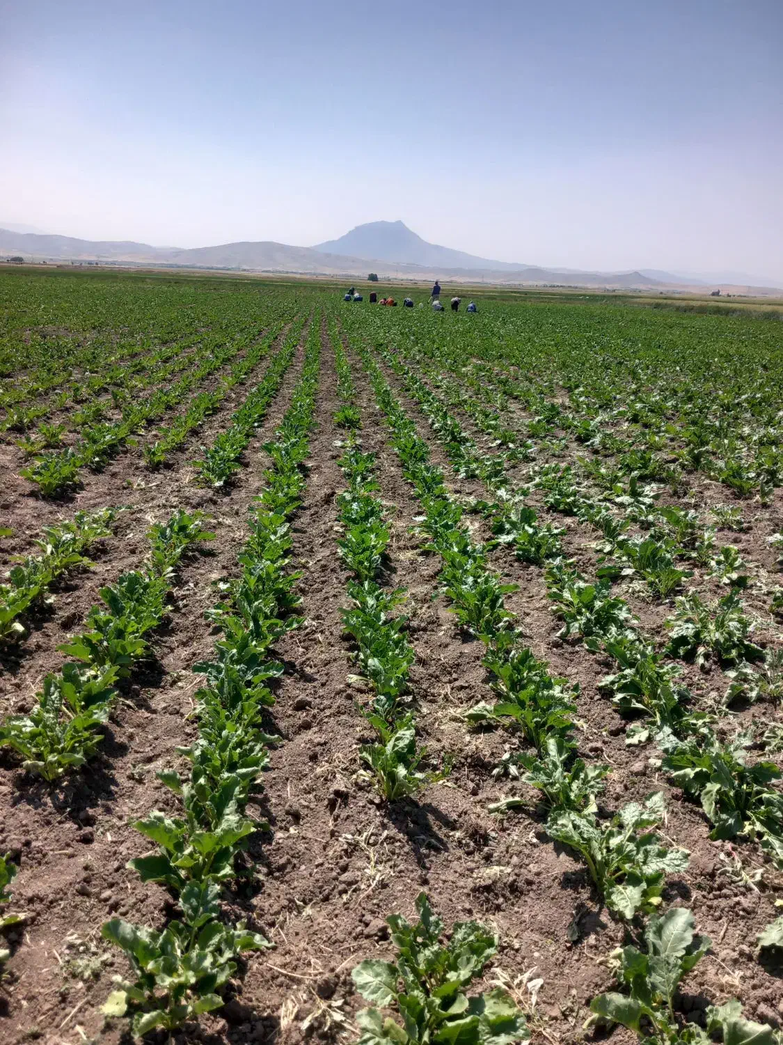 سرکارگر محمدجمالهستم|خدمات باغبانی و درختکاری|اسدآباد, |دیوار