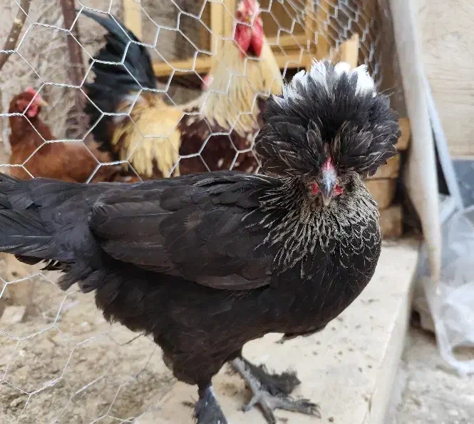 مرغ و خروس کاکلی پاپر نژاد دار تزئینی|حیوانات مزرعه|قم, مهدیه|دیوار