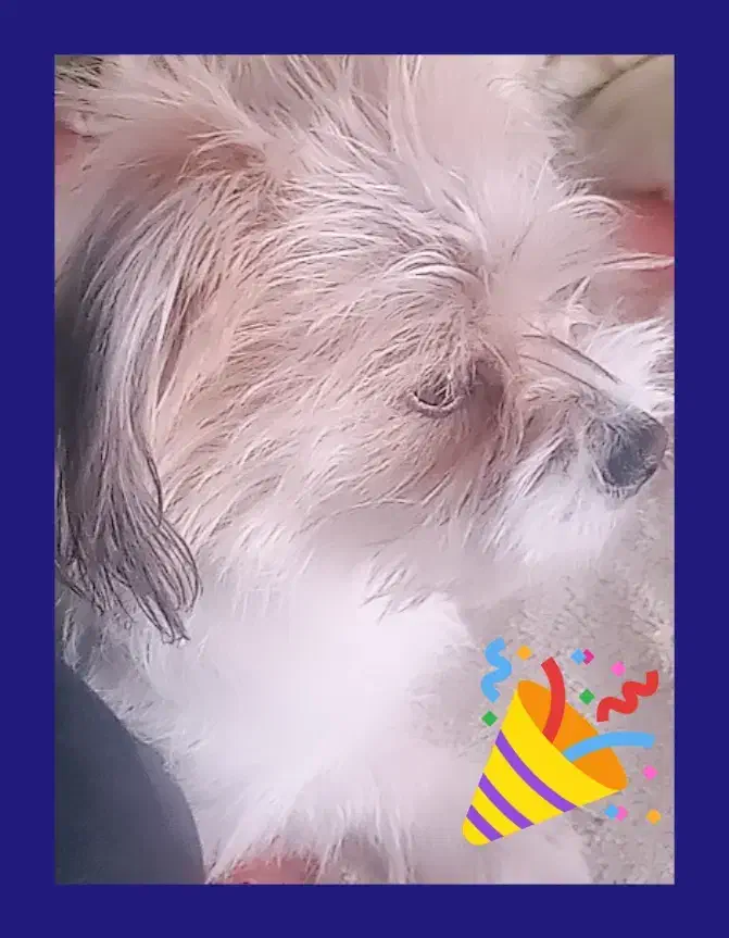 سگ شیتزو نر ۱ساله واگذاری|سگ|شهریار, اصیل آباد|دیوار