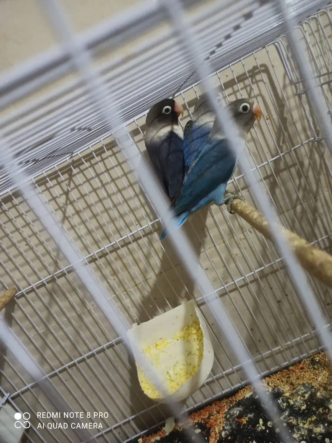 عروس هلندی کوتوله مرغ عشق|پرنده|مشهد, قائم|دیوار