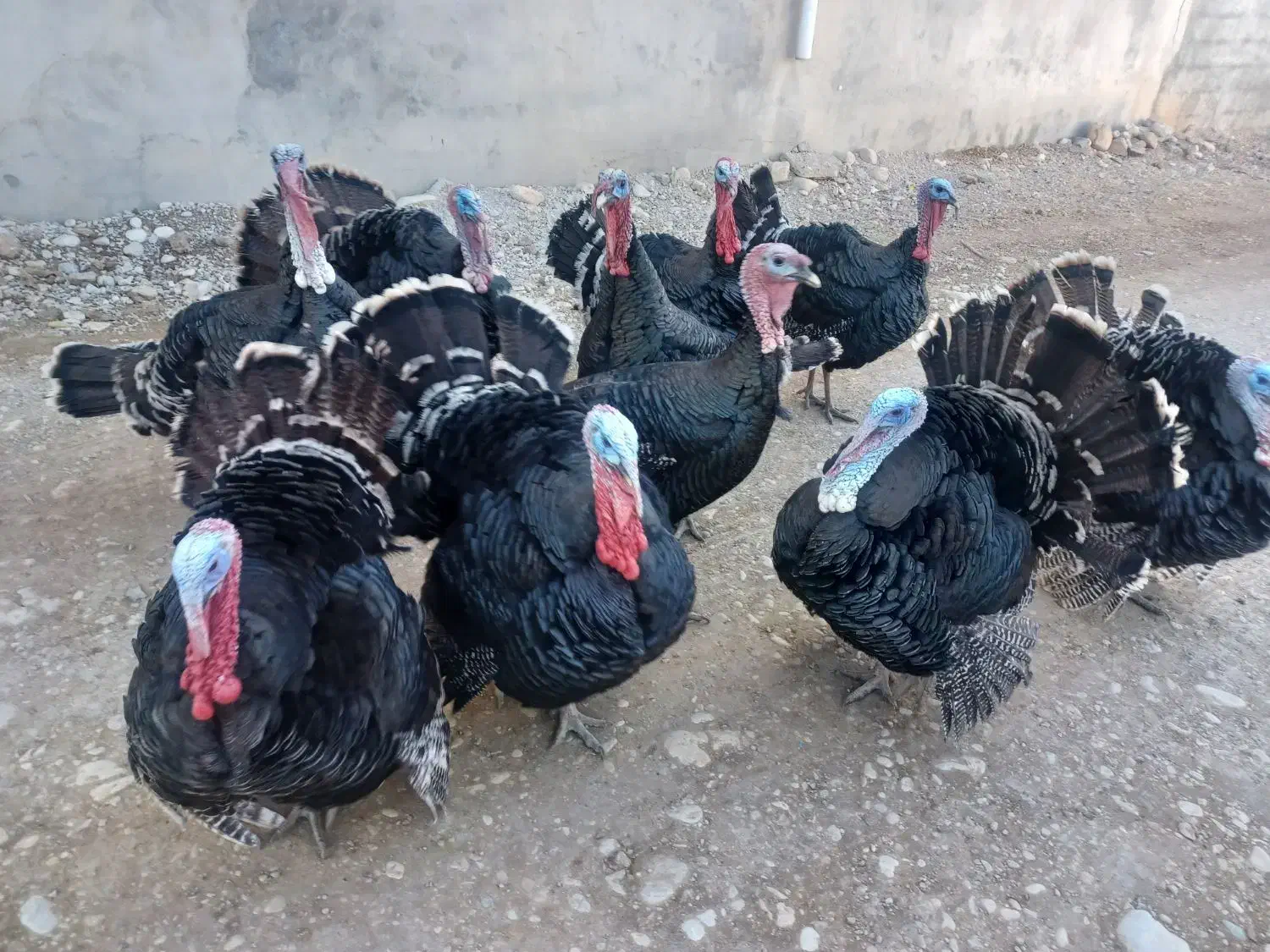 فروش بوقلمون برنز|حیوانات مزرعه|یاسوج, |دیوار