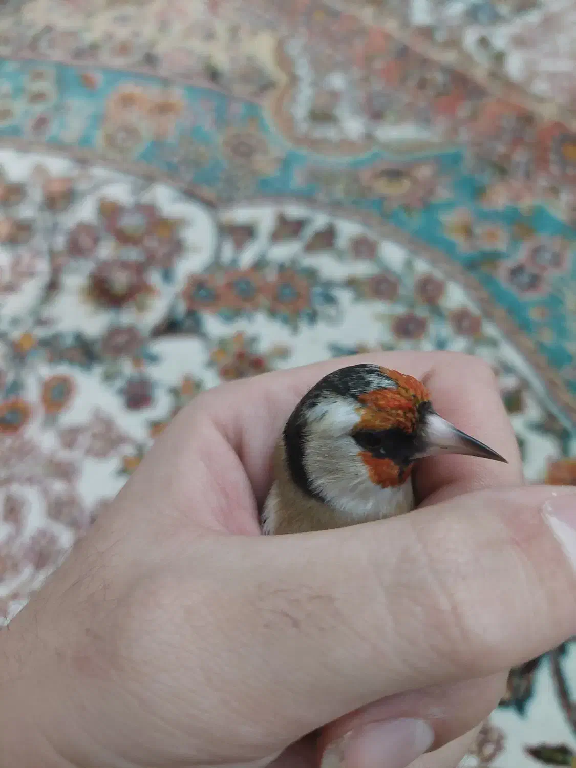 سهره رسمی دورگ|پرنده|کرج, حاجی آباد|دیوار