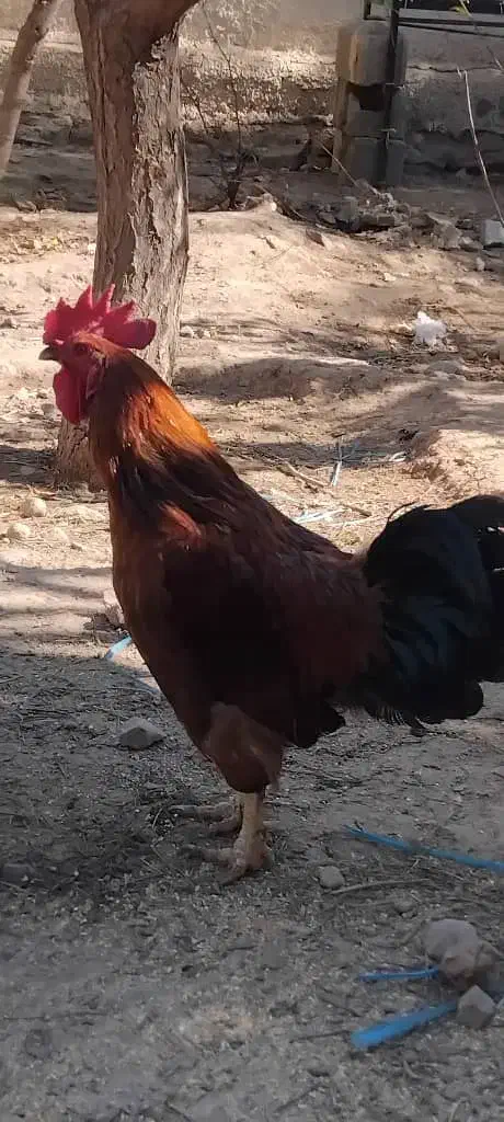 خروس مرغ کرچ شو جوان|حیوانات مزرعه|کوهسار (البرز), |دیوار