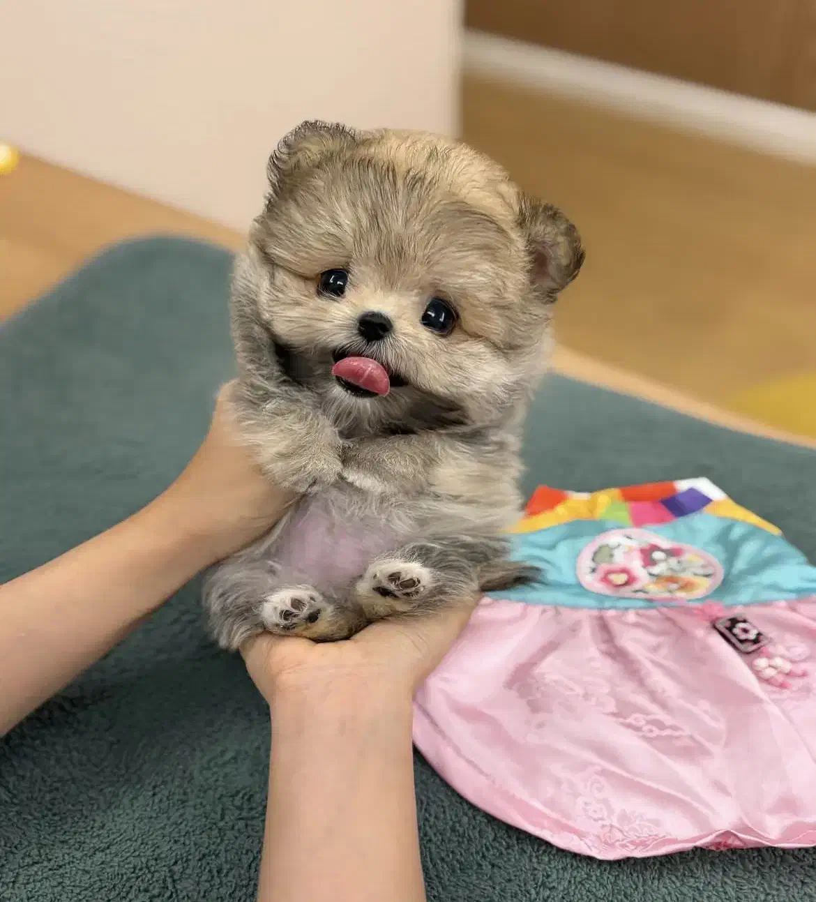 نژاد های آپارتمانی|سگ|تهران, گیشا|دیوار