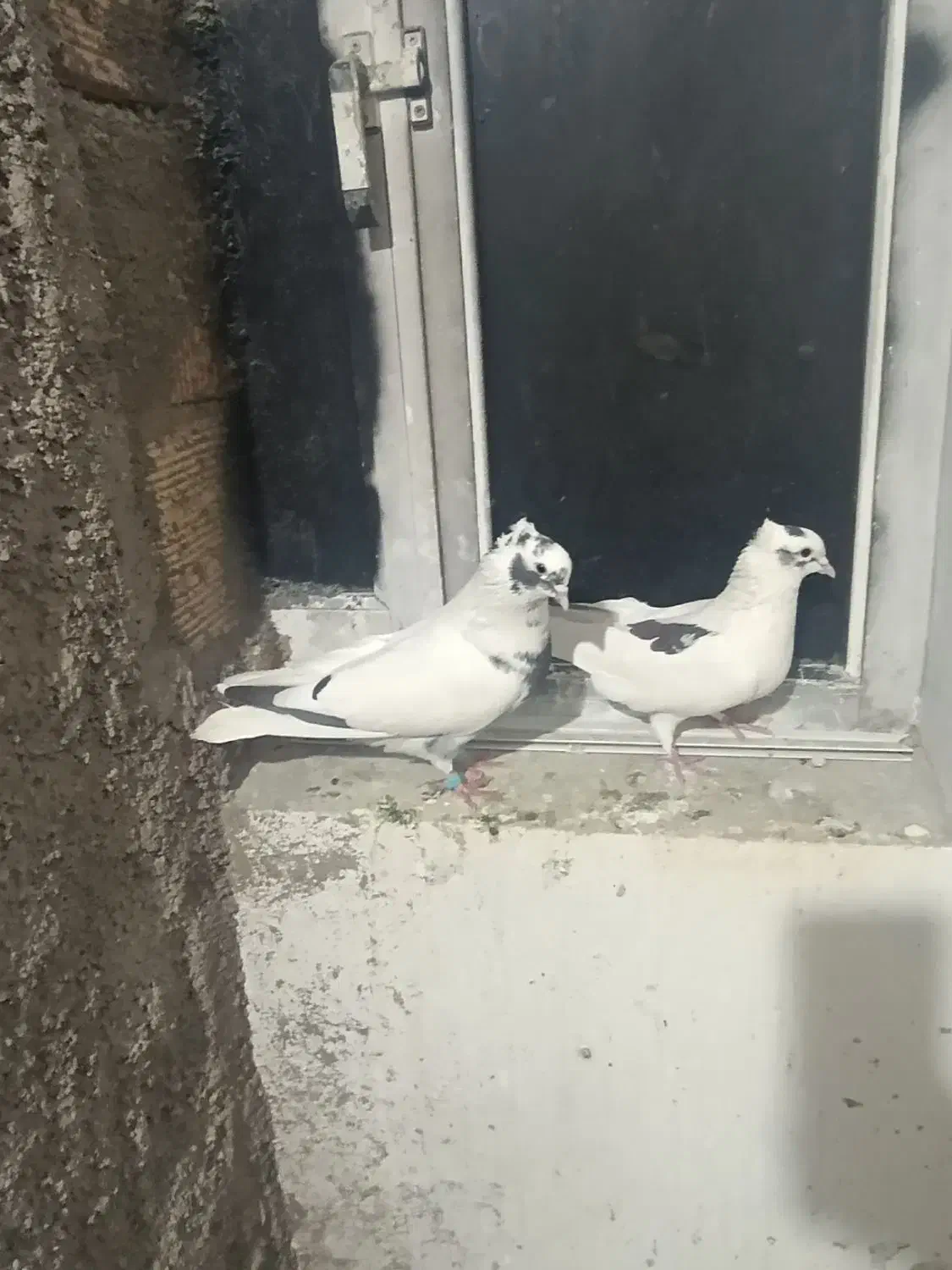 کبوتر شاپر|پرنده|ملکشاهی, |دیوار