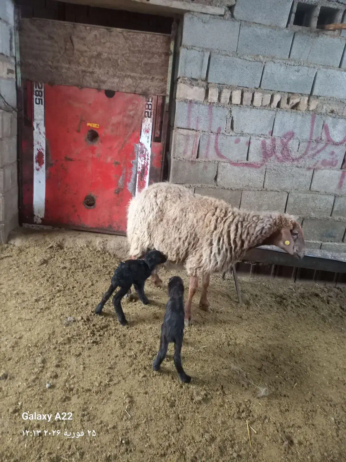 میش دوقلو|حیوانات مزرعه|گرمخان, |دیوار