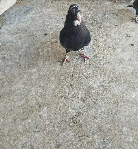 کفش مجلسی . طرح کفتر کبوتر معاوضه  اگهی بخون|کیف، کفش، کمربند|رفسنجان, |دیوار