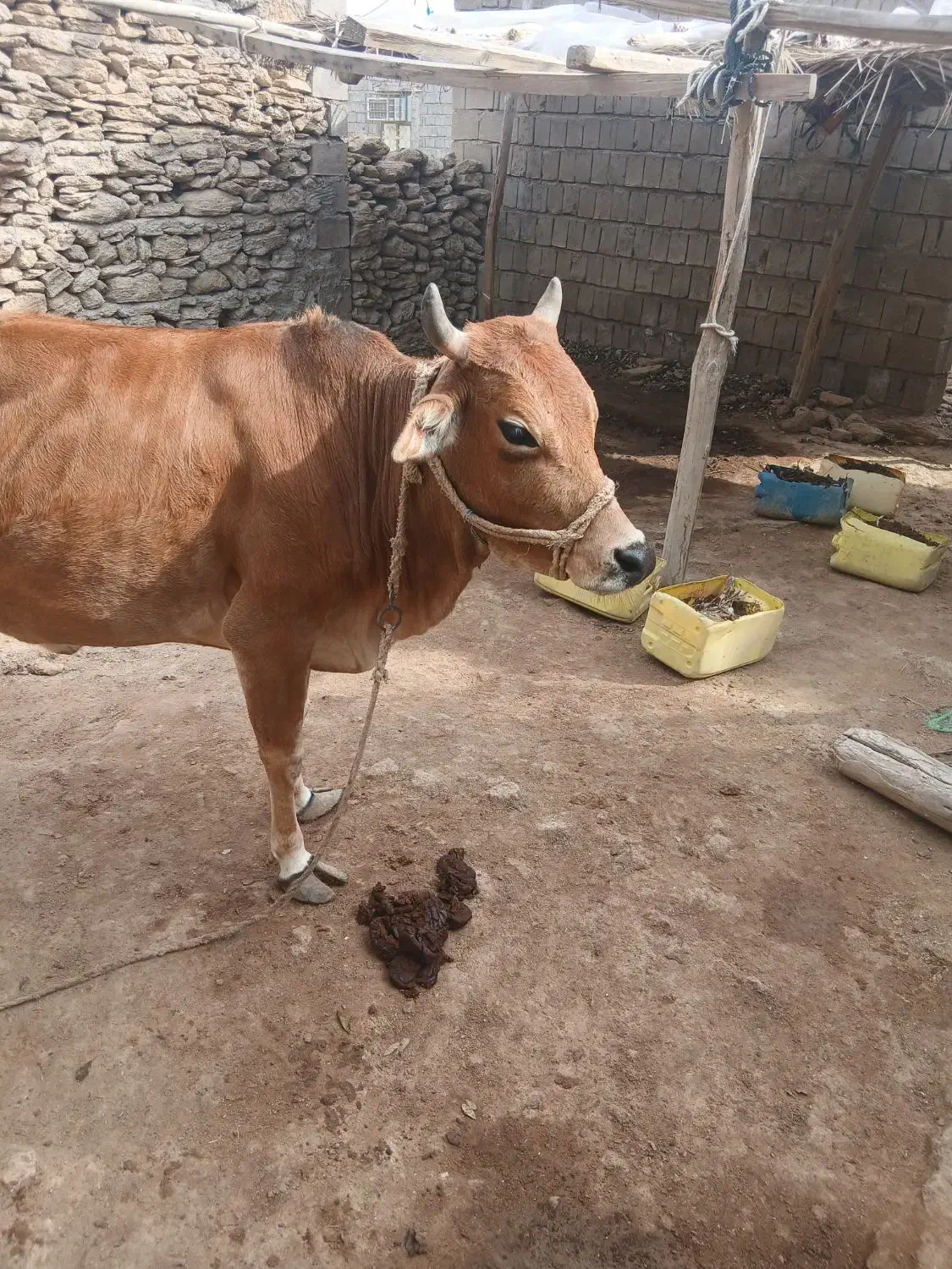 گاو شیری آروم|حیوانات مزرعه|قشم, |دیوار