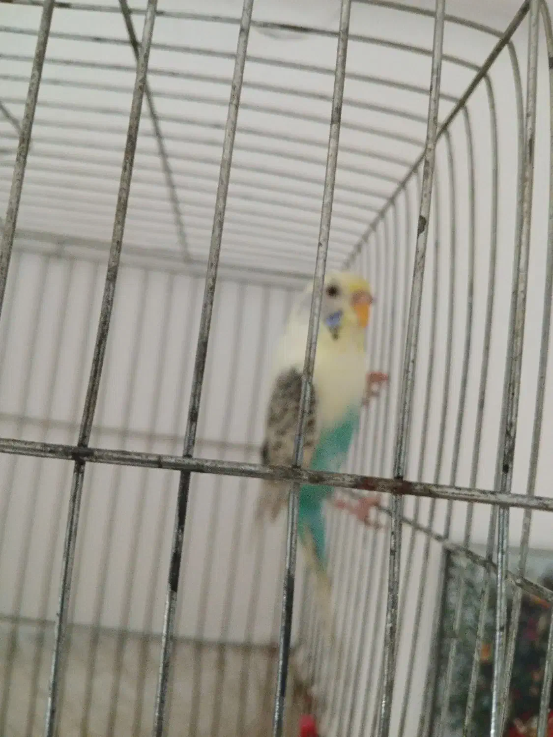 مرغ عشق نر و ماده|پرنده|سنندج, |دیوار