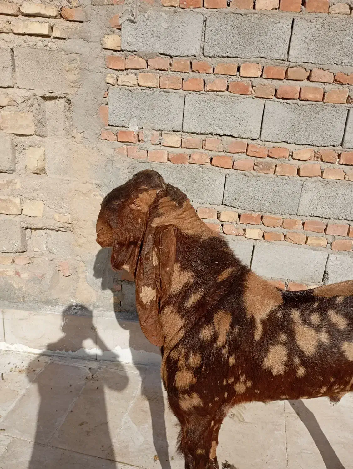 نربز پاکستانی|حیوانات مزرعه|زاهدان, |دیوار