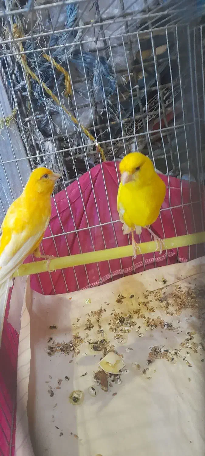 قناری رسمی بلند|پرنده|تهران, حصارک|دیوار