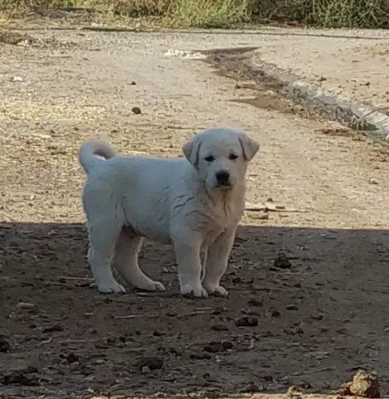 جفت توله عراقی نسل دار|سگ|بناب, |دیوار