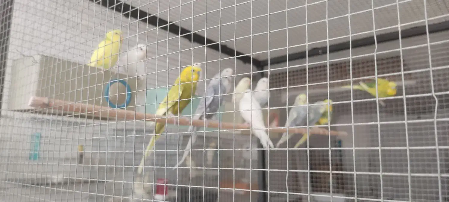 قناری|پرنده|داراب, |دیوار