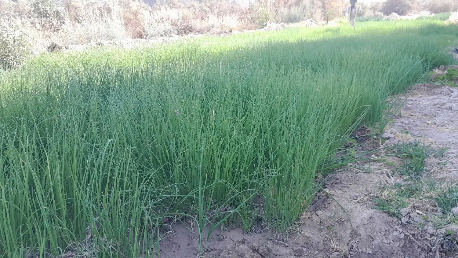 نشا پیاز تشون،تیم پیاز|خدمات باغبانی و درختکاری|بهبهان, |دیوار