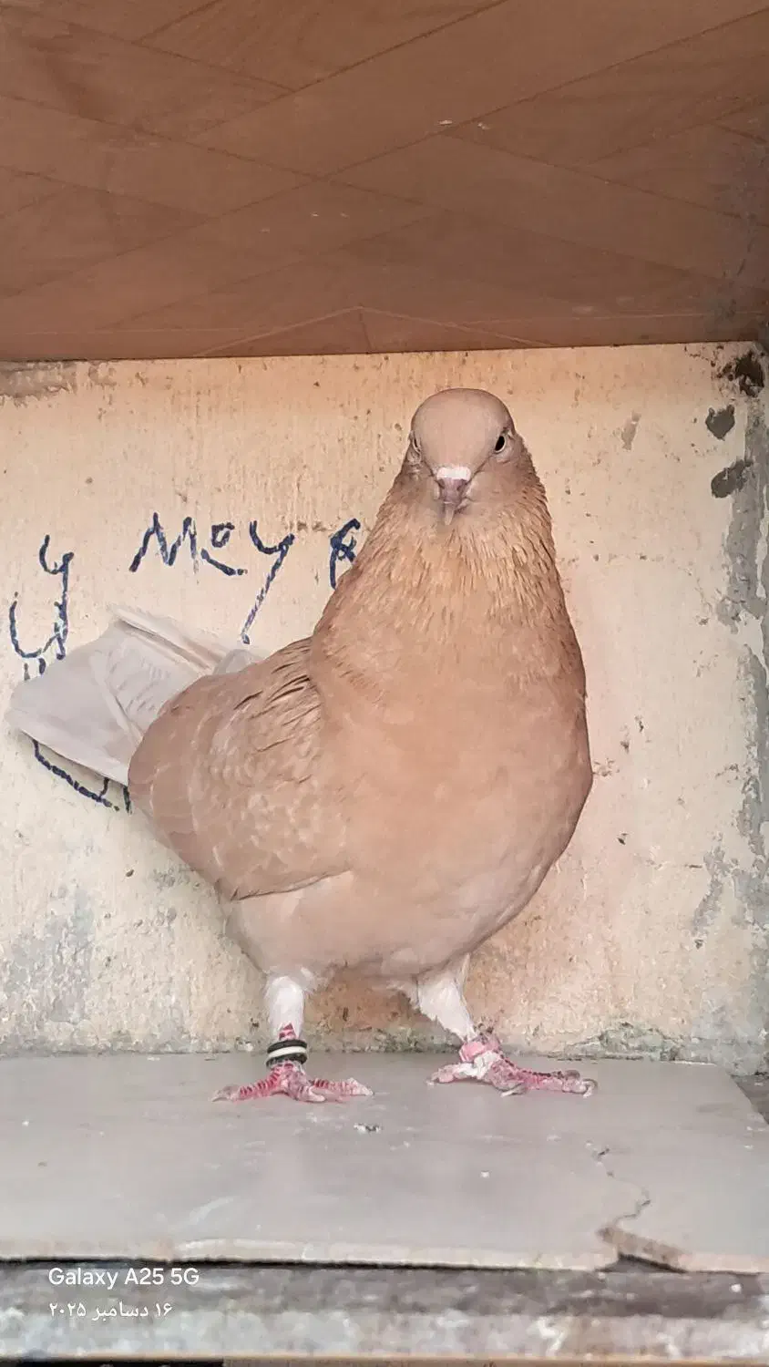 کبوتربلندی 2عددماده|پرنده|ماهدشت, |دیوار