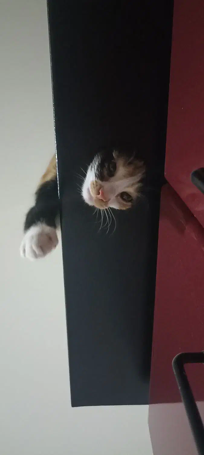 واگذاری فوری|گربه|اصفهان, آهنگران|دیوار