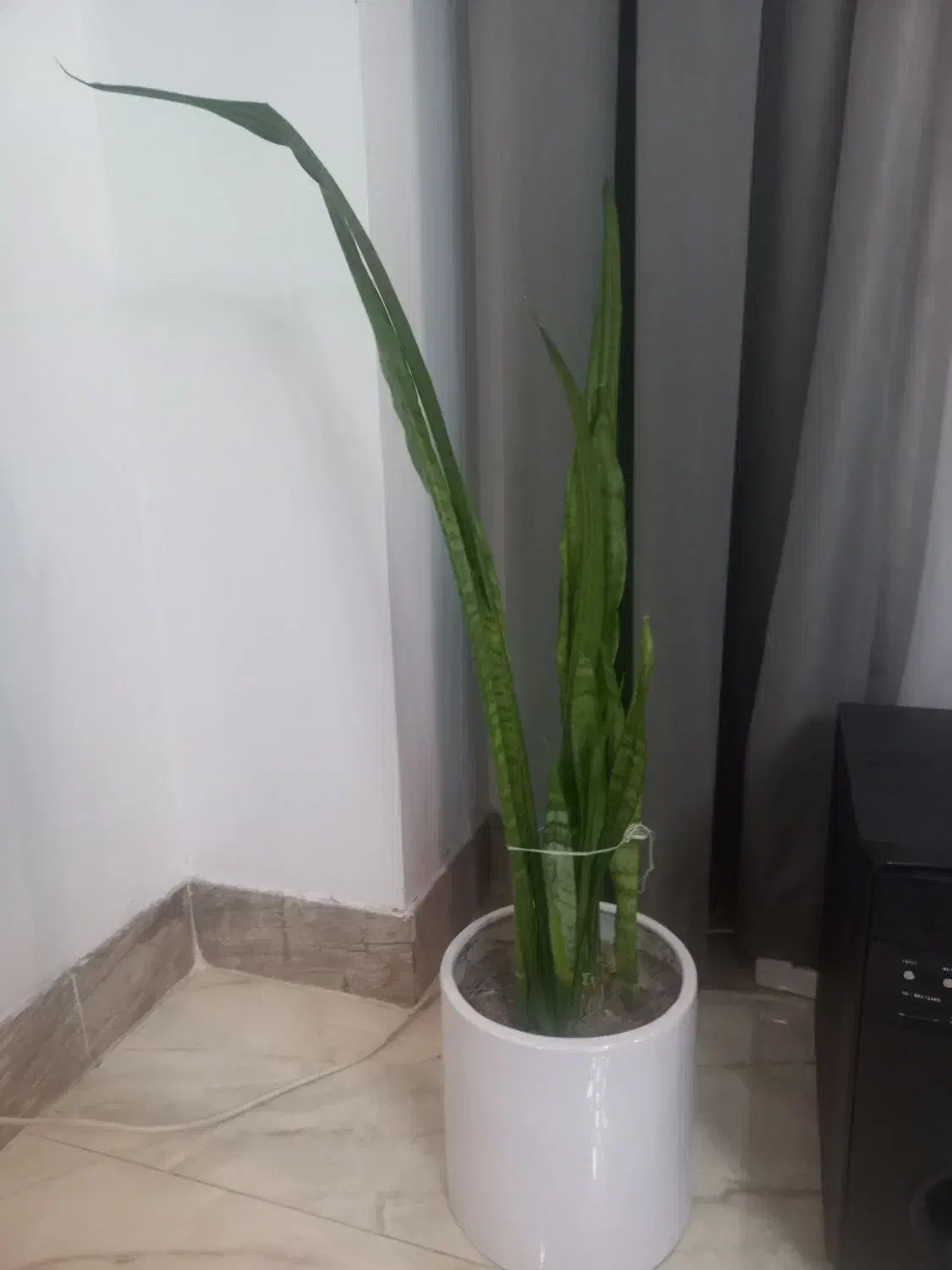 گل سانسوریا|گل و گیاه طبیعی|فردیس, قریشی|دیوار