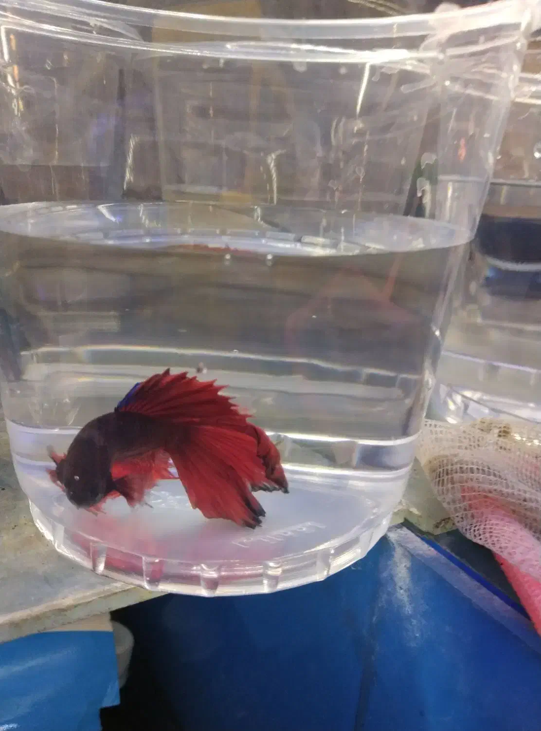 فایتر مولد|ماهی|مشهد, سعد آباد|دیوار