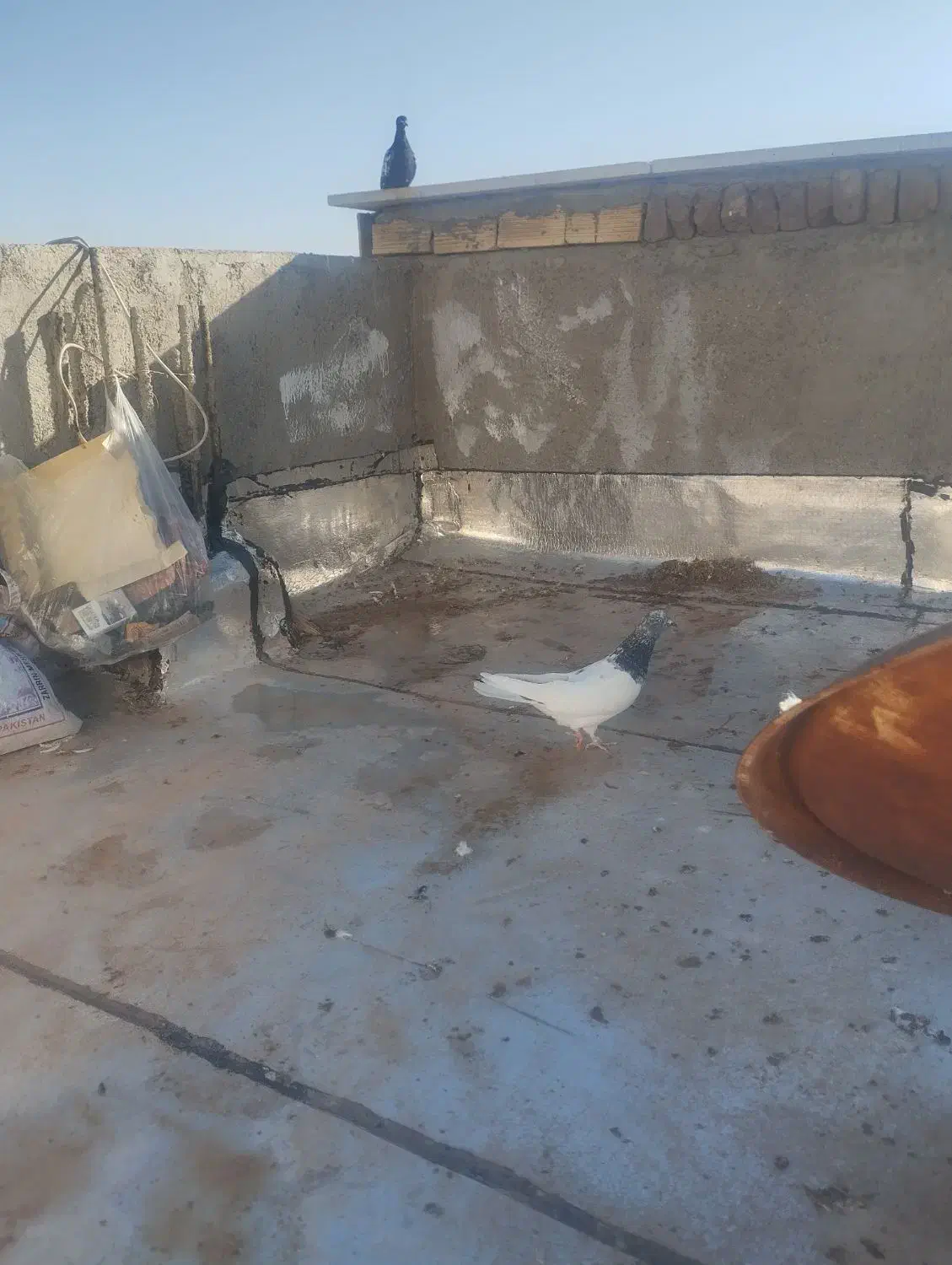 کبوتر|پرنده|قروه, |دیوار