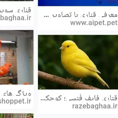 معاوضه 1جفت عروس هلندی کار داده با انواع قناری|پرنده|سیرجان, |دیوار