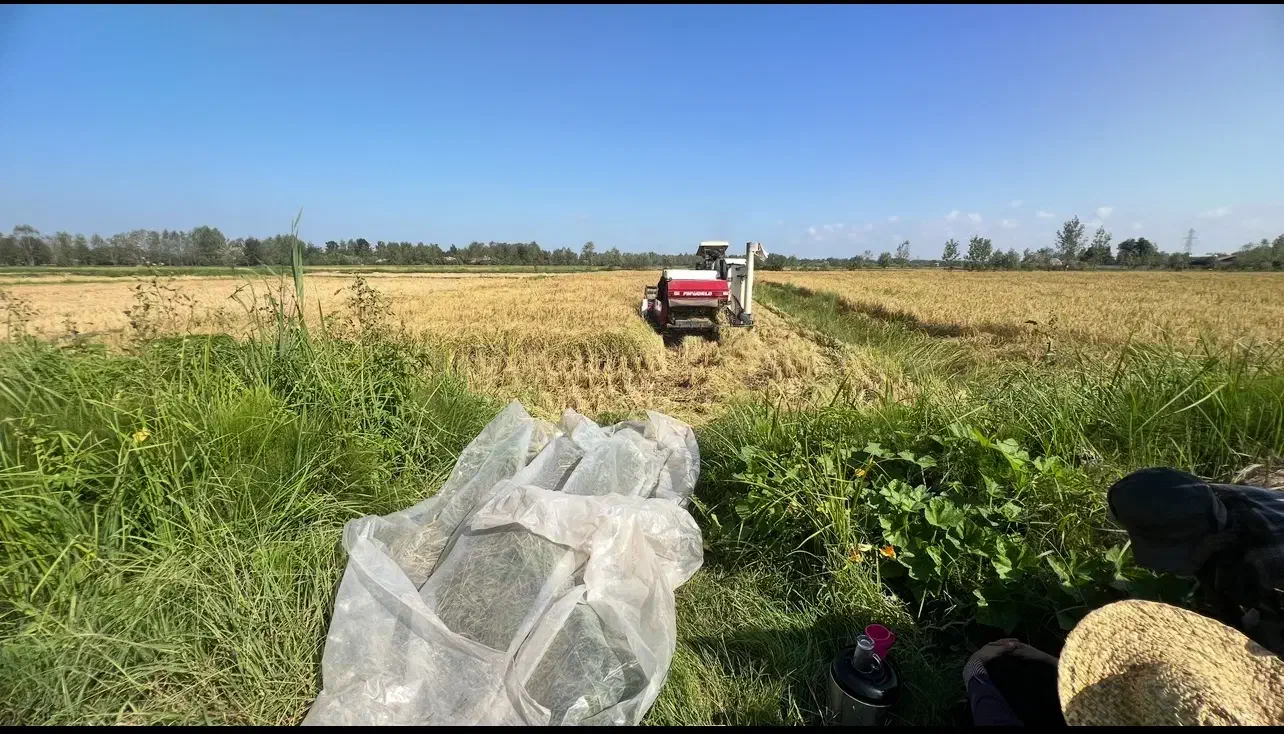 برنج دم سیاه از خود من کشاورز|خوردنی و آشامیدنی|کوچصفهان, |دیوار