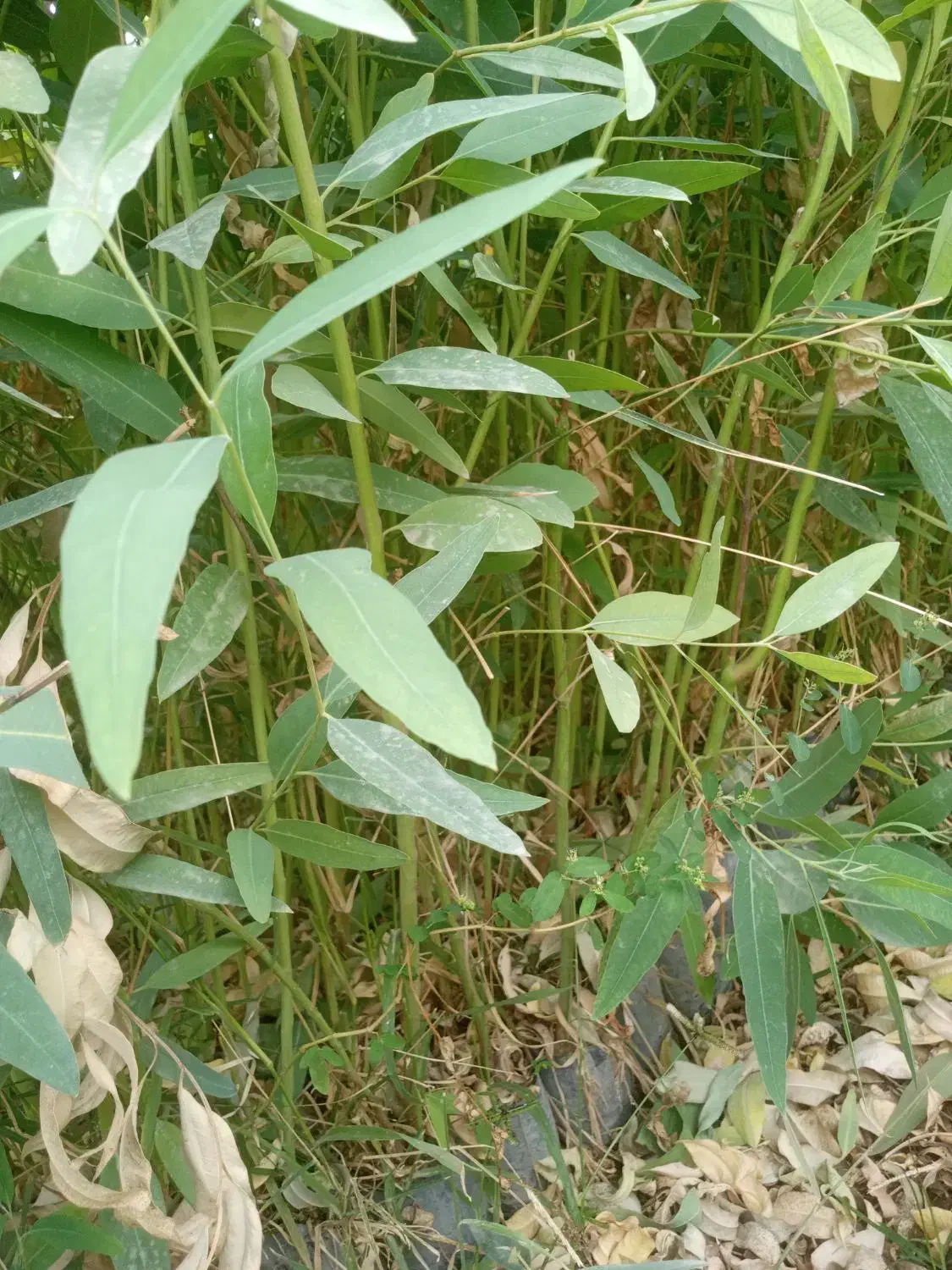 فروش نهال اکالیپتوس ومرکبات وریشه سیا وگل رز|خدمات باغبانی و درختکاری|ایزدخواست, |دیوار