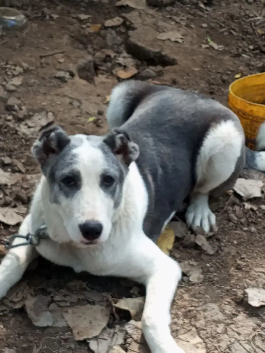 واگذاری سگ آلابای پنج ماهه ماده|سگ|شاندرمن, |دیوار