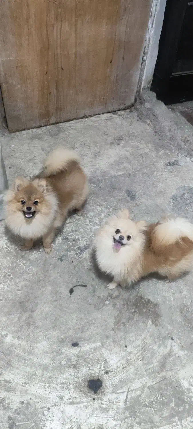 واگذاری دوعدد پامر پامرانین نرو ماده|سگ|رشت, پل تالشان|دیوار