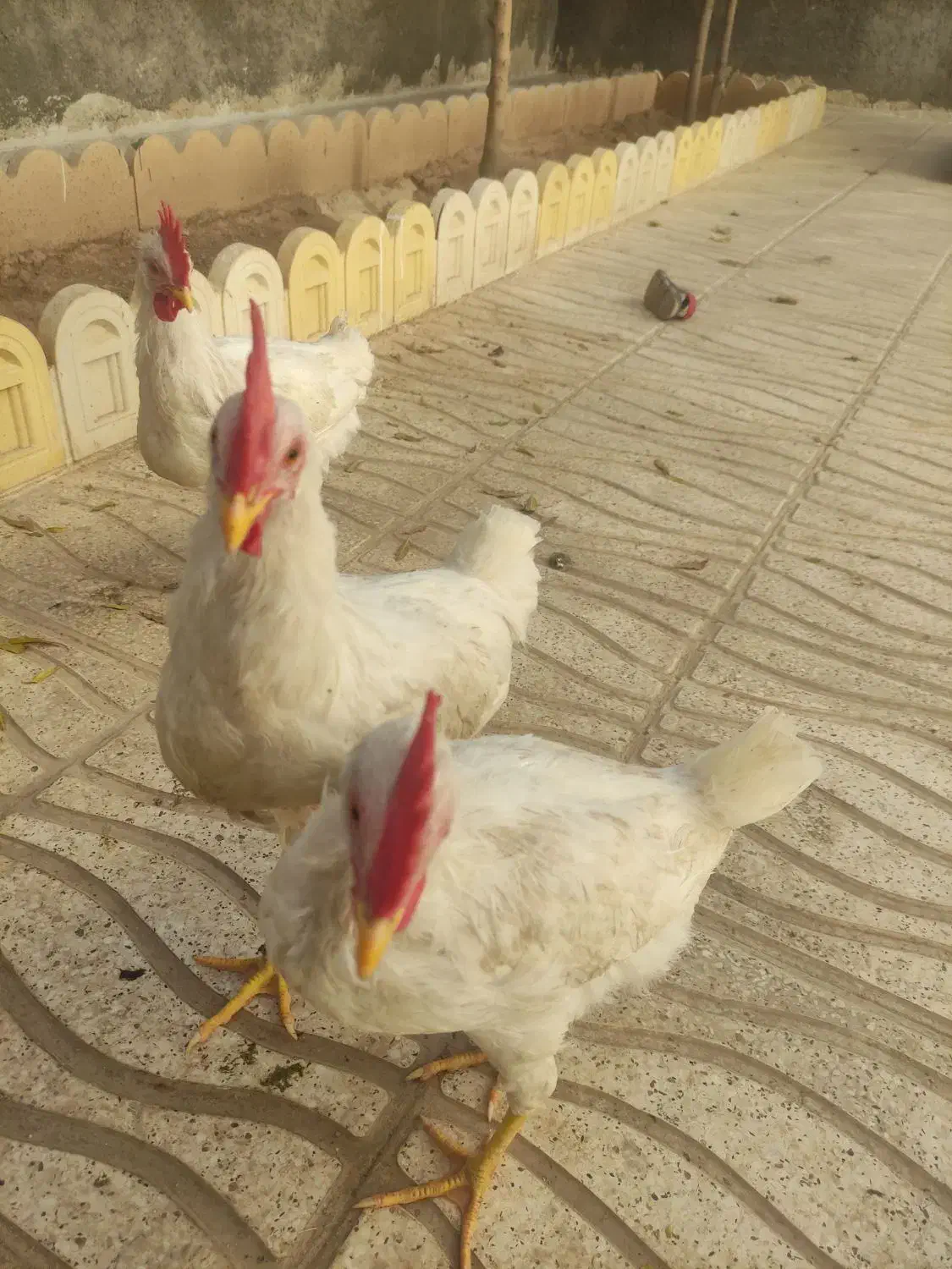 خروس|حیوانات مزرعه|کوهدشت, |دیوار