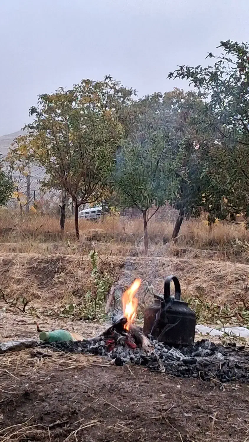 خرید چوب|خدمات باغبانی و درختکاری|مرند, |دیوار