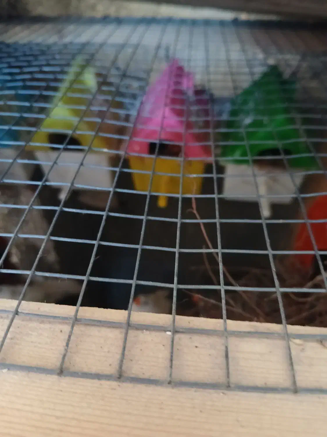 عروس هلندی وفنچ|پرنده|بندرلنگه, |دیوار