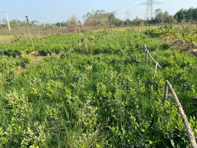 یاس سطل ۱۰ریشه پرس|خدمات باغبانی و درختکاری|لنگرود, |دیوار