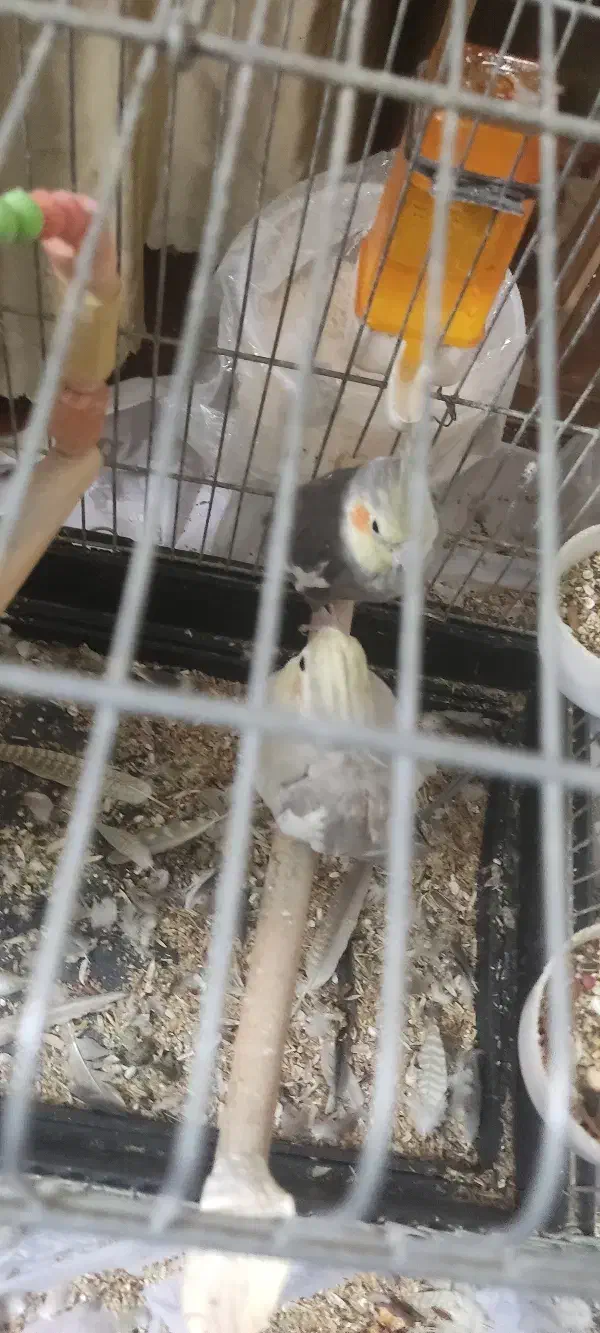 عروس هلندی جفت|پرنده|تهران, نازیآباد|دیوار